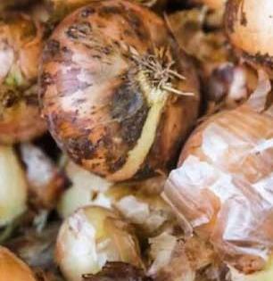 बुरशी-काळे डाग पडलेले कांदे खावे का? ‘सायलेंट पॉयझन' टाळा डॉक्टर्सचा इशारा- पाहा ४ टिप्स