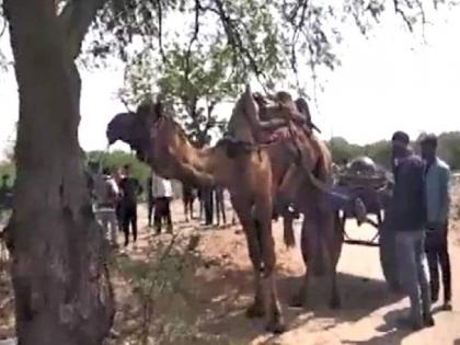 Bikaner news, camel fatally attacks its owner; Crushed underfoot and sat on body, death on the spot | पाळीव उंटाचा मालकावर जीवघेणा हल्ला; पायाखाली चिरडलं आणि अंगावर बसला, जागीच मृत्यू