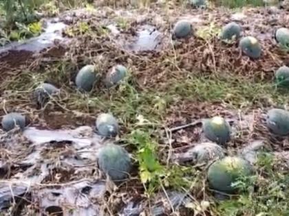 Watermelon farms hit by lockdown; The cost of cultivation did not recoverd | टरबुजाच्या शेतीला बसला लॉकडाऊनचा फटका; लागवडीचा खर्चही निघाला नाही