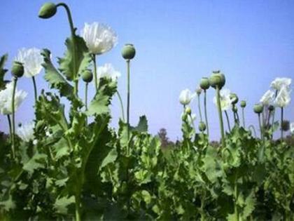 opium cultivation for drugs or poppy seeds in Jalgoan | अफूची लागवड अंमलीपदार्थ की खसखससाठी?, हजार गोण्यांची किंमत १० कोटींच्या घरात