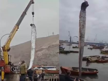 Giant fish caught in the chile fishermen, a crane was called to take it out of the water, see Video | मच्छिमारांच्या हाती लागला दैत्याकार मासा, पाण्याबाहेर काढण्यासाठी मागवली क्रेन, पाहा Video