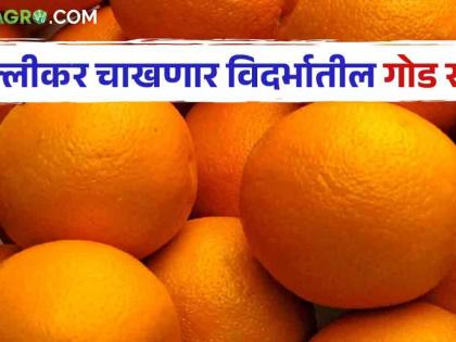 Dr. Pdkv : विदर्भातील गोड संत्री गाठणार दिल्लीसह इतर राज्यांतील मार्केटपर्यंत जाणार