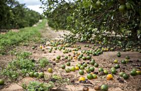 rain in Akola district, vegetable crops hit! | अवकाळी पावसाचा अकोला जिल्ह्यातील फळे, भाजीपाला पिकांना फटका!