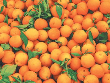 Orange from vidarbha stuck in the 'cold storage' of the other state | पश्चिम वऱ्हाडातील संत्रा अडकला परराज्यातील ‘कोल्ड स्टोअरेज’मध्ये