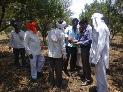 Pests threaten orange crop; Crop inspection by agricultural scientists | किडीमुळे संत्रा पिक धोक्यात; कृषी शास्त्रज्ञांकडून पीक पाहणी