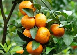   Strain of water on orange fruit crops | संत्रा फळ पिकांवर आतापासूनच पाण्याचा ताण