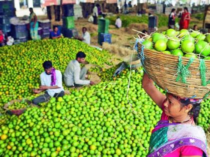 Orange in Kalmana in Nagpur is Rs 8 to 33 thousand per tone | नागपुरातील कळमन्यात संत्री ८ ते ३३ हजार रुपये टन