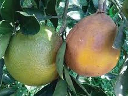 Orange orchards threatened by fungus in Washim district | वाशिम जिल्ह्यात बुरशीमुळे संत्रा बाग धोक्यात