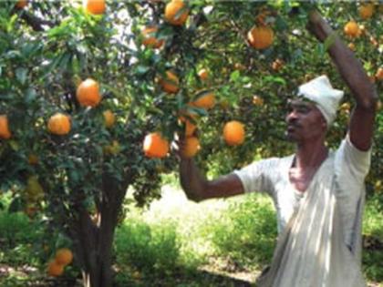 Orange orchard management; Conversation with farmers in 35 villages | संत्रा बाग व्यवस्थापन; ३५ गावांतील शेतकऱ्यांशी ‘कॉन्फरन्सिंग’द्वारे संवाद