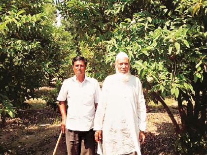 Orange garden blossomed in low water; The achievement of the farmer in the Nagar district | कमी पाण्यात फुलविली संत्रा बाग; नगर जिल्ह्यात शेतकऱ्याची कमाल