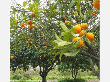 over 88 thousand acre of orange orchards in vidarbha is at risk due to heatstroke | ८८ हजार हेक्टरमधील संत्र्याला उष्माघाताचा धोका