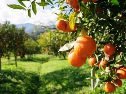 Zero target in orchard planting scheme | फळबाग लागवड योजनेत शून्य लक्षांक