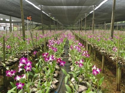 8 crore scam in Orchid crop scheme in Goa; Farmers complain to Madgaon police | गोव्यात ऑर्किड पीक योजनेत घोटाळा; शेतकऱ्यांकडून मडगाव पोलिसात तक्रार