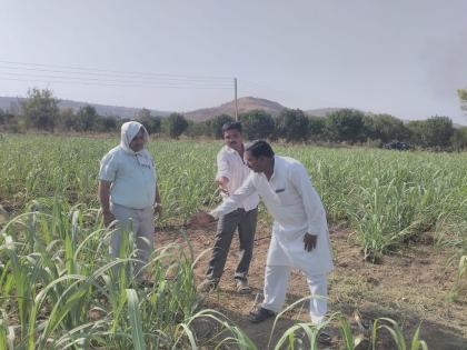 45 Organic Farmer Groups in Buldana District | बुलडाणा जिल्ह्यात ४५ सेंद्रिय शेतकरी गट: शेतकऱ्यांचा वाढता कल