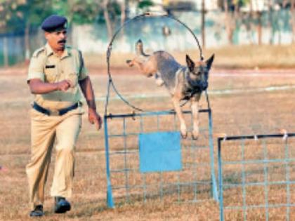 Daily exercise for Sam, Dolly and Jockey; Whether it is a crime or not, it is a matter of smelling! | सॅम, डॉली अन‌् जॉकीला रोजच व्यायाम; गुन्हा घडो ना घडो वास घेण्याचं काम !