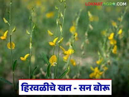 Latest news tag lagvad Plant Sunboru, increase soil fertility, best Option to cow dung | सनबोरूची लागवड करा, जमिनीत सुपीकता वाढवा, शेणखताला उत्तम पर्याय ठरतोय Latest news tag lagvad Plant Sunboru, increase soil fertility, best Option to cow dung | सनबोरूची लागवड करा, जमिनीत सुपीकता वाढवा, शेणखताला उत्तम पर्याय ठरतोय