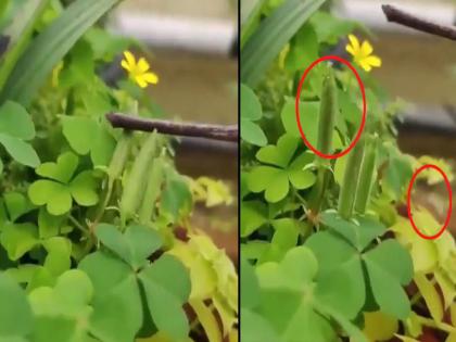 Wood Sorrel plant explodes & goes ‘ballistic’ when touched | OMG! संतापाच्या भरात ‘मिसाइल’सारखं हल्ला करते ‘हे’ झाड; व्हिडीओ पाहून तुम्हीही व्हाल हैराण