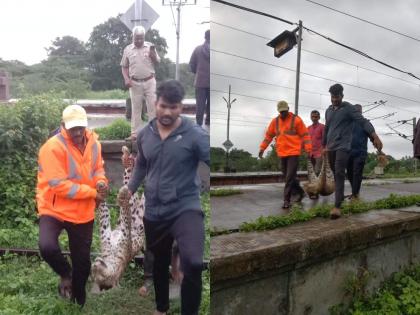 Superfast Mangala Express running towards Mumbai crushed the leopard | मुंबईच्या दिशेने धावणाऱ्या सुपरफास्ट मंगला एक्सप्रेसनं बिबट्याला चिरडले