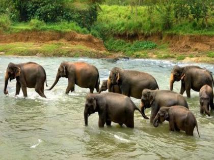 Odisha's elephants came to Vidarbha after a journey of two thousand km, crossing three states | दोन हजार किमीचा प्रवास, तीन राज्ये ओलांडून विदर्भात आले ओडिशाचे हत्ती 