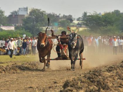 Shankarpat on Bahiram Yatra from today; Bullocks will run from across the state including MP | बहिरम यात्रेत आजपासून शंकरपट; चेंडू-सैराट दाखल, हार्दिक कृणाल पांड्या येणार