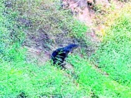 Rare otter found in Vidarbha: first photographic record | विदर्भात आढळले दुर्मीळ पाणमांजर  : पहिलीच फोटोग्राफिक नोंद