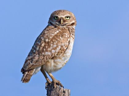 There are many superstitions about owls He is your friend save big trees for that! | घुबडांविषयी अंधश्रद्धाच फार; तो तर आपला मित्र, त्यासाठी मोठी झाडे जपा!