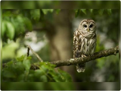 so owls nest in graveyards People still have superstitions about owls | ...म्हणून घुबडांची घरे स्मशानभूमीत! लोकांमध्ये आजही घुबडांबाबत अंधश्रद्धा