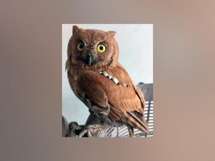 A rare species of owl has been given life by wildlife friends kalyan dombivali | दुर्मिळ जातीच्या घुबडाला वन्यजीव मित्रांनी दिले जीवदान