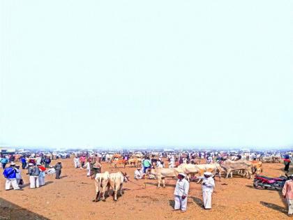 drought in pune district | दुष्काळाची दाहकता वाढली : लाडक्या सर्जा-राजाला बाजारचा रस्ता