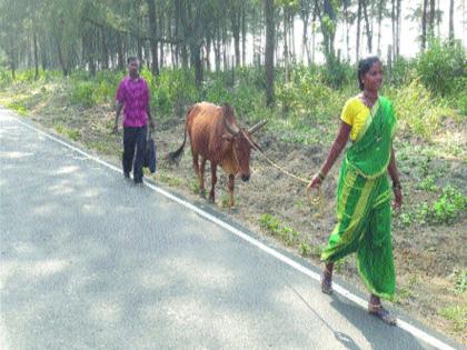 Domesticated bulls now face drought | भाडोत्री बैल व्यवहारासही आता दुष्काळाची झळ, परतीच्या पावसाने भातपिकाचे नुकसान