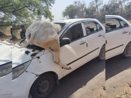 A bull that escaped from the herd rammed directly into the car | कळपातून उधळलेला बैल थेट कारमध्येच घुसला; नंदुरबारमधील घटना