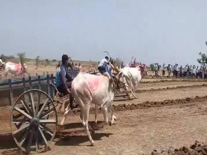  A Yatra of Adisakti Indai Mata was organized at Indve in Sakri Taluka  | इंदवे येथे प्रथमच झाली बैलगाडा शर्यत; शिंदखेड्याच्या शेतकऱ्यानं जिंकलं पहिलं बक्षीस