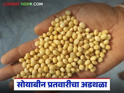 Latest news Soyabean Kharedi keep these things in mind before taking soybeans to the procurement center, read in detail | शेतकऱ्यांनो, सोयाबीन खरेदी केंद्रावर नेण्यापूर्वी या गोष्टी लक्षात ठेवा, वाचा सविस्तर Latest news Soyabean Kharedi keep these things in mind before taking soybeans to the procurement center, read in detail | शेतकऱ्यांनो, सोयाबीन खरेदी केंद्रावर नेण्यापूर्वी या गोष्टी लक्षात ठेवा, वाचा सविस्तर