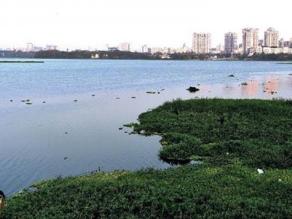 5000 tons of water leaves from powai lake municipality's special campaign for conservation of biodiversity | ५ हजार टन जलपर्णी पवई तलावातून निघाली; जैवविविधतेच्या संरक्षणासाठी मनपाची विशेष मोहीम 