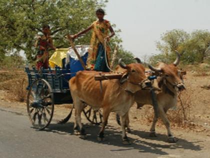  Claim that there is no scarcity of fodder | चारा टंचाई नसल्याचा दावा