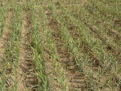 Attack of karpa disease on onion crop | कांदा पीकावर करपा रोगाचे आक्रमण Attack of karpa disease on onion crop | कांदा पीकावर करपा रोगाचे आक्रमण