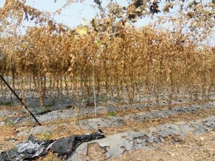 Carlye's garden is finally ruined due to water! | पाण्याअभावी कारल्याची बाग अखेर उद्ध्वस्तच!