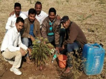 Around 100 trees live in four months | चार महिन्यात जगविली तब्बल १०० झाडे