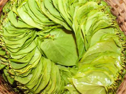 खाऊच्या पानांच्या विक्रीवर मंदीचे सावट, मागणीत कमालीची घट; पानउत्पादक शेतकरी अडचणीत