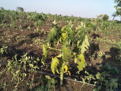 Outbreak of fungal disease on papaya crop! | पपई पिकावर बुरशीजन्य रोगाचा प्रादुर्भाव!