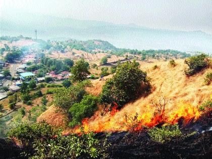 Burning thousands of trees due to fire | पाचाडमध्ये वणव्यामुळे हजारो झाडे भस्मसात