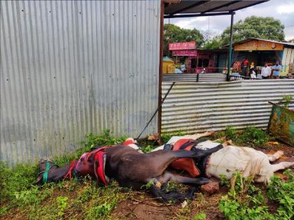 Three horses were killed on the spot due to lightning strike on Panchgani Table Land Plateau | पाचगणी टेबल लॅंन्ड पठारावर वीज पडून तीन घोडी जागीच ठार, घोडे व्यावसायिक बालबाल बचावले