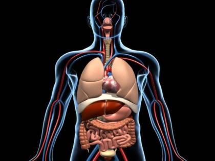 Risk of cancer in 7 organs of the human digestive system; What are the symptoms, causes and treatment? | मानवी पचनसंस्थेतील ७ अवयवांमध्ये कर्करोगाचा धोका; लक्षणे, कारणे कोणती आणि उपचार काय?