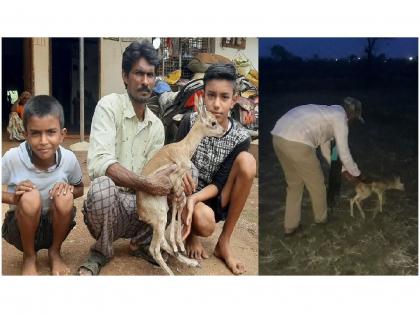 a farmer rescued a deer fawn from dog attack, forest department release him to forest | अखेर ताटातूट संपली, हरिणी आली अन् पाडसाला घेऊन गेली..!