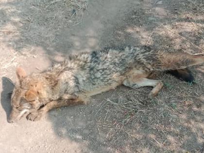 Dogs broke fox's leash, incident in Padsali village | कुत्र्यांनी तोडले कोल्ह्याचे लचके, पडसाळी गावातील घटना 