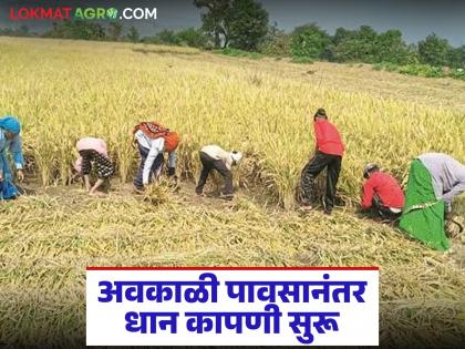 latest news Paddy Harvesting: Paddy harvesting is in full swing; Work in the fields is picking up pace again after unseasonal rains. Read in detail | Paddy Harvesting : धान कापणीची लगबग; अवकाळी पावसानंतर शेतात पुन्हा कामाला वेग वाचा सविस्तर latest news Paddy Harvesting: Paddy harvesting is in full swing; Work in the fields is picking up pace again after unseasonal rains. Read in detail | Paddy Harvesting : धान कापणीची लगबग; अवकाळी पावसानंतर शेतात पुन्हा कामाला वेग वाचा सविस्तर