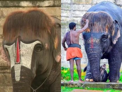 'बॉब कट' हेअरस्टाईलने फेमस झाला हत्ती, दर्शनासाठी भाविकांची गर्दी