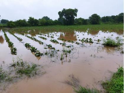 Crops on 54 lakh hectares of Marathwada got muddy due to heavy rain | मराठवाड्यातील पावणेचार लाख हेक्टरवरील पिकांचा झाला चिखल