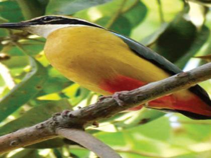 Unique mountains of bird watching; Navrang for the wedding | वाढवण किनारी पक्षी निरीक्षणाची अनोखी पर्वणी; विणीकरिता नवरंग