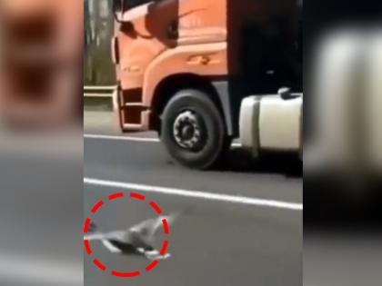 bird racing with truck video goes viral on internet | Viral Video: पक्षाने लावली ट्रक सोबत रेस, पाहा शर्यतीत कोण जिंकल?